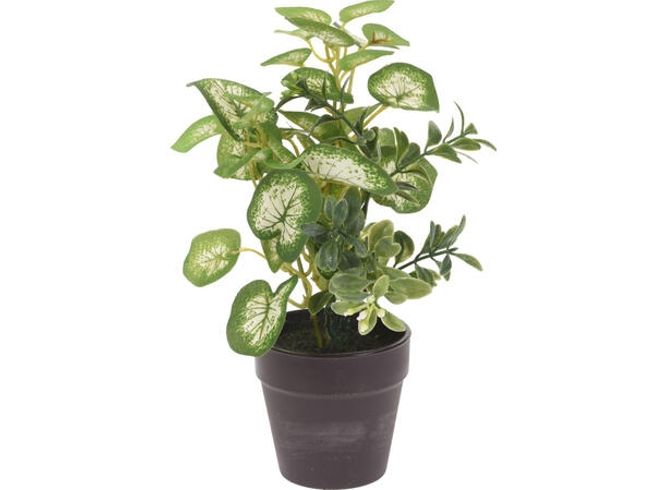 Hovedbilde Plante ass.grønn i potte 20 cm