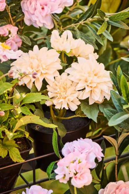 Hovedbilde Dahlia 3 farger assortert m/5 blomster i potte