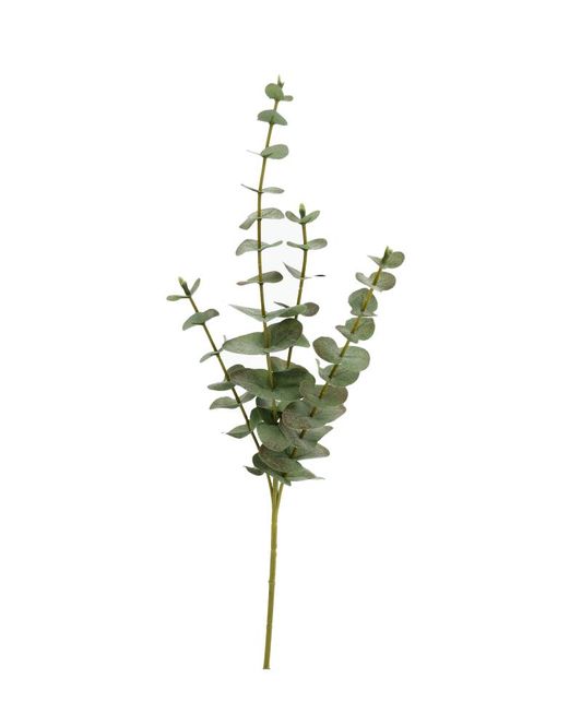 Hovedbilde Eukalyptus Grønn