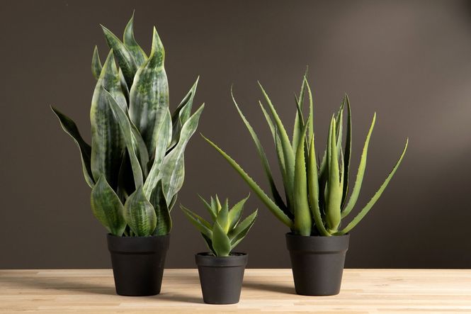 Hovedbilde Aloe Vera kunstig plante