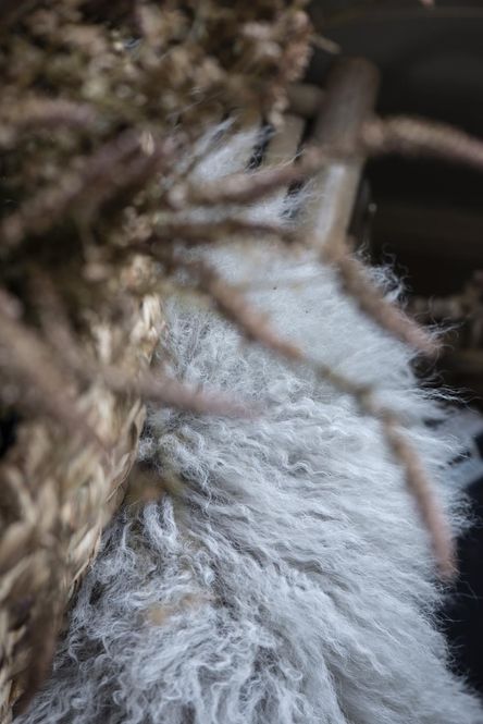 Hovedbilde Tibetansk lammeskinn grå
