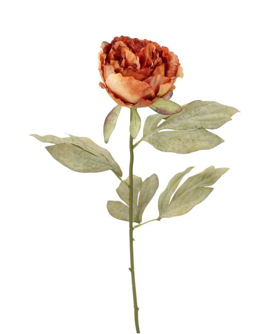 Hovedbilde Pion Lang Stilk Orange